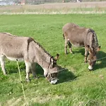 Zaunkoenig *