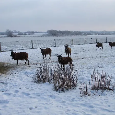 公寓 Zaunkoenig 密德鲁姆