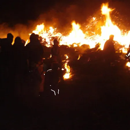 Zaunkoenig * Midlum (Schleswig-Holstein)